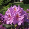 Lee's Dark Purple - Рододендрон гибридный - Lee's Dark Purple - Rhododendron hybridum