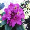 Libretto - Rhododendron Hybride - Libretto - Rhododendron hybridum