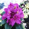 Libretto - różanecznik wielkokwiatowy - Libretto - Rhododendron hybridum