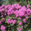 Lilofee - Рододендрон гибридный - Lilofee - Rhododendron hybridum
