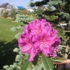 Lilofee - Рододендрон гибридный - Lilofee - Rhododendron hybridum