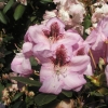 Lugano - Rhododendron hybrid - Lugano - Rhododendron hybridum