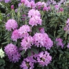 Lunik - Рододендрон гибридный - Lunik - Rhododendron hybridum