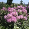 Lunik - Рододендрон гибридный - Lunik - Rhododendron hybridum