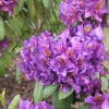Monsieur Marcel Menard - Рододендрон гибридный - Monsieur Marcel Menard - Rhododendron hybridum