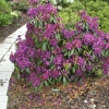 Monsieur Marcel Menard - Рододендрон гибридный - Monsieur Marcel Menard - Rhododendron hybridum