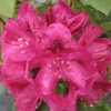 Nova Zembla - różanecznik wielkokwiatowy - Nova Zembla - Rhododendron hybridum