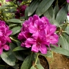 Old Port - Рододендрон гибридный - Old Port - Rhododendron hybridum
