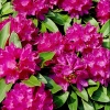 Old Port - Рододендрон гибридный - Old Port - Rhododendron hybridum