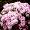 Omega - Рододендрон гибридный - Omega - Rhododendron hybridum