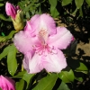 Pink Pearl griffithianum - Рододендрон гибридный - Pink Pearl griffithianum - Rhododendron hybridum