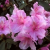 Pink Pearl griffithianum - Рододендрон гибридный - Pink Pearl griffithianum - Rhododendron hybridum