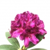 Polarnacht - Рододендрон гибридный - Polarnacht - Rhododendron hybridum