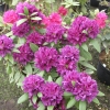 Polarnacht - Рододендрон гибридный - Polarnacht - Rhododendron hybridum