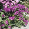 Polarnacht - Рододендрон гибридный - Polarnacht - Rhododendron hybridum