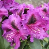 Purple Splendour - Rhododendron Hybride - Purple Splendour - Rhododendron hybridum