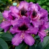 Purple Splendour - Rhododendron hybrid - Purple Splendour - Rhododendron hybridum