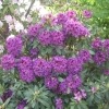 Purple Splendour - Rhododendron hybrid - Purple Splendour - Rhododendron hybridum