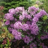 Rasputin - Rhododendron Hybride - Rasputin - Rhododendron hybridum