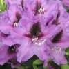 Rasputin - Rhododendron hybrid - Rasputin - Rhododendron hybridum