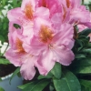 Ricarda - Рододендрон гибридный - Ricarda - Rhododendron hybridum