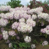 Ricarda - Рододендрон гибридный - Ricarda - Rhododendron hybridum