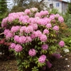 Roseum Elegans - różanecznik wielkokwiatowy - Roseum Elegans - Rhododendron hybridum