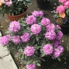 Roseum Elegans - Rhododendron hybrid - Roseum Elegans - Rhododendron hybridum