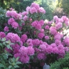 Roseum Elegans - Rhododendron hybrid - Roseum Elegans - Rhododendron hybridum