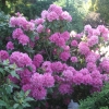 Roseum Elegans - Rhododendron Hybride - Roseum Elegans - Rhododendron hybridum