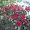 Sammetglut - Рододендрон гибридный - Sammetglut - Rhododendron hybridum