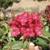 Sammetglut - Рододендрон гибридный - Sammetglut - Rhododendron hybridum