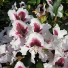 Sapporo - Рододендрон гибридный - Sapporo - Rhododendron hybridum