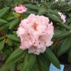 Simona - campylocarpum - Рододендрон гибридный - Simona - campylocarpum - Rhododendron hybridum