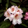Simona - campylocarpum - Рододендрон гибридный - Simona - campylocarpum - Rhododendron hybridum