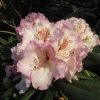 Simona - campylocarpum - Рододендрон гибридный - Simona - campylocarpum - Rhododendron hybridum