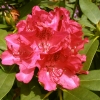 Van Weerden Poelman - Rhododendron hybrid - Van Weerden Poelman - Rhododendron hybridum