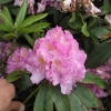Von Oheimb Woislowitz - Rhododendron hybrid - Von Oheimb Woislowitz - Rhododendron hybridum