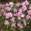 Von Oheimb Woislowitz - Rhododendron hybrid - Von Oheimb Woislowitz - Rhododendron hybridum