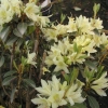 Rhododendron ambiguum - Rhododendron ambiguum