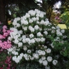 Schneebukett - Рододендрон гибридный - Schneebukett - Rhododendron hybridum