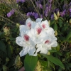 Schneebukett - Рододендрон гибридный - Schneebukett - Rhododendron hybridum