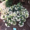 Bernstein - dichroanthum - Rhododendron Hybride - Bernstein - dichroanthum - Rhododendron hybridum