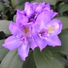 Fastuosum Flore Pleno - Рододендрон гибридный - Fastuosum Flore Pleno - Rhododendron hybridum