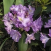 Fastuosum Flore Pleno - Рододендрон гибридный - Fastuosum Flore Pleno - Rhododendron hybridum