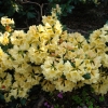 Karibia - Rhododendron hybrid - Karibia - Rhododendron hybridum