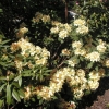 Karibia - różanecznik wielkokwiatowy - Karibia - Rhododendron hybridum