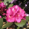 Pearce's American Beauty - Rhododendron Hybride - Pearce's American Beauty - Rhododendron hybridum