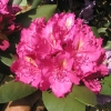 Pearce's American Beauty - Rhododendron Hybride - Pearce's American Beauty - Rhododendron hybridum