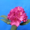 Pearce's American Beauty - Rhododendron hybrid - Pearce's American Beauty - Rhododendron hybridum